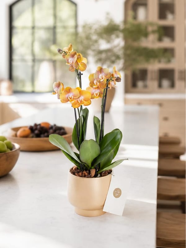 Honey Gold — görsel 2