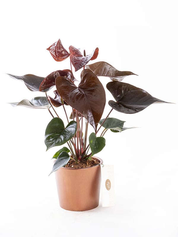 Dark Sienna Bronze — görsel 1